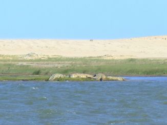 Saint Lucia - Krokodillen in de verte