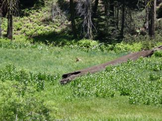Travelhome - Zoek de beer in Sequoia NP