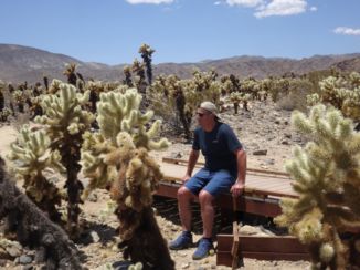 Travelhome - Cactussen in Joshua Tree NP