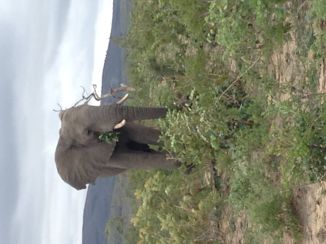 Krugerpark - Zo'n prachtig beest