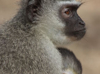 KwaZulu-Natal - St. Lucia