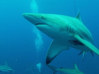 KwaZulu-Natal - Umkomaas