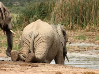 Zuid-Afrika - Addo Elephant National Park