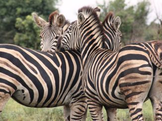 Zuid-Afrika - Krugerpark