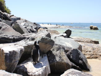 Boulders Beach
