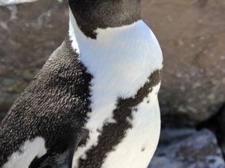 Boulders Beach