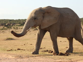 Addo Elephant National Park