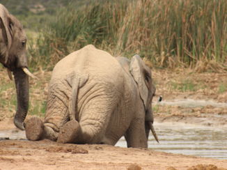 Addo Elephant National Park