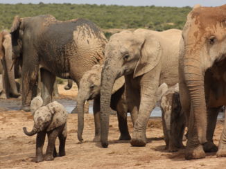 Addo Elephant National Park