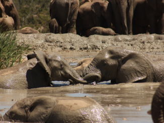 Addo Elephant National Park