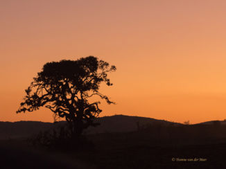 Welgevonden Game Reserve - Ondergaande zon