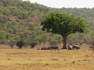 Welgevonden Game Reserve - Neushoorns