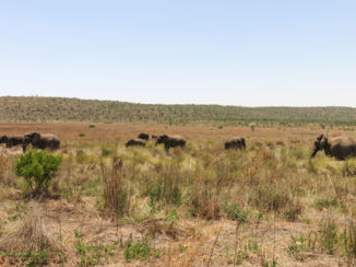 Welgevonden Game Reserve - Olifanten