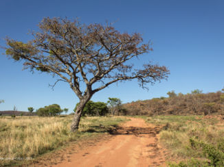 Kololo Game Reserve - Tijdens wandeling