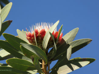 Entabeni Game Reserve - Protea