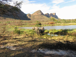 Entabeni Game Reserve - olifanten