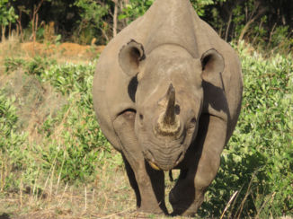 Entabeni Game Reserve - Zwarte neushoorn