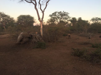 Zuid-Afrika - Circle of life