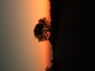 Zuid-Afrika - Krugerpark