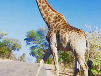 Zuid-Afrika - Krugerpark