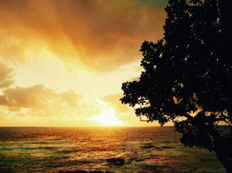 Zuid-Afrika - Tuinroute