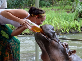 Limpopo - Thee geven