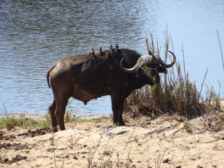 Zuid-Afrika - Buffel
