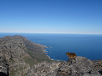 Zuid-Afrika - Table mountain.