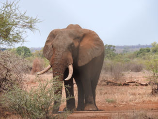 Zuid-Afrika - Oude reus