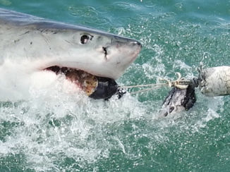 Zuid-Afrika - Shark cage diving