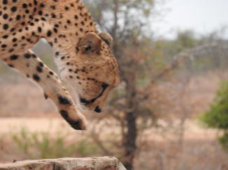 Zuid-Afrika - Cheetah