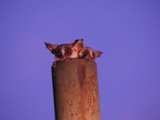 Zuid-Afrika - Bushb baby