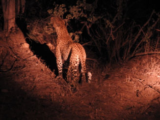 Zuid-Afrika - Luipaard