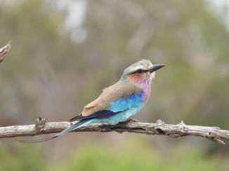 Zuid-Afrika - Lilac breasted roller