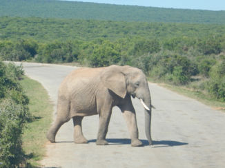 Zuid-Afrika - Safari