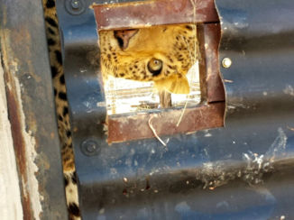 Zuid-Afrika - Kiekeboe!