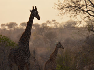 Zuid-Afrika