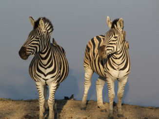 Zuid-Afrika - zebra in hoedspruit