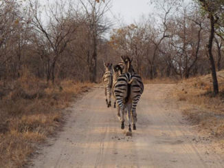 Zuid-Afrika - Mooie streepjes