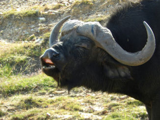 Zuid-Afrika