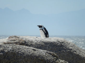 Zuid-Afrika - Simons baai