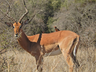 Zuid-Afrika - Hluhluwe-Imfolozipark,
