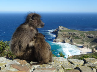 Zuid-Afrika - baboons
