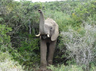 Zuid-Afrika - olifant