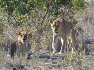 Zuid-Afrika - 2 leeuwinnen