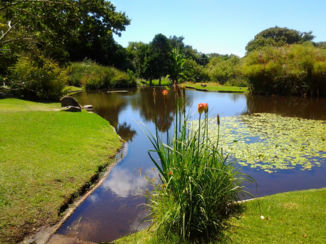 Zuid-Afrika - Kirstenbos Kaapstad.