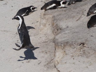 Zuid-Afrika - Boulders Beach, Simonstown