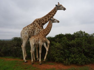 Zuid-Afrika - Garden Route Game Lodge