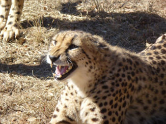 Zuid-Afrika - Cheeta