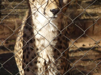 Zuid-Afrika - Ambassador cheeta
